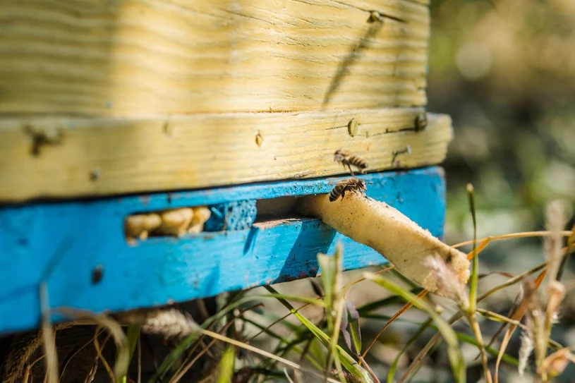 Neighbour set up a beehive next door — can you legally demand its removal?