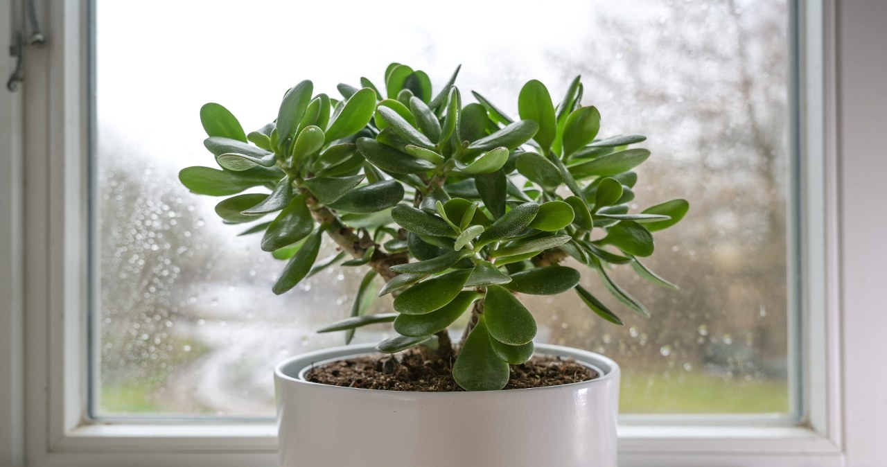 5 roślin, które według feng shui chronią dom i przyciągają dobrobyt