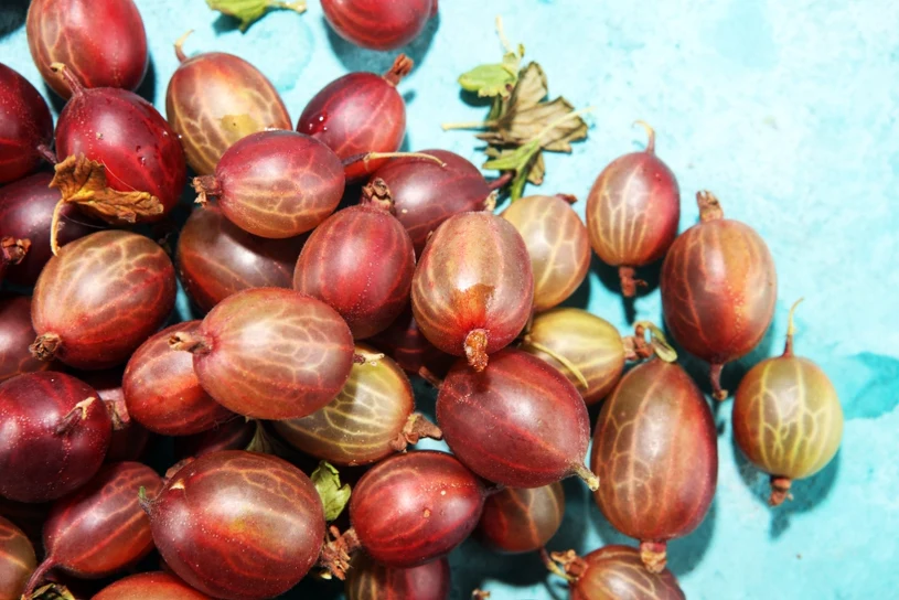 Gooseberries Among the Healthiest Summer Fruits Available in Poland