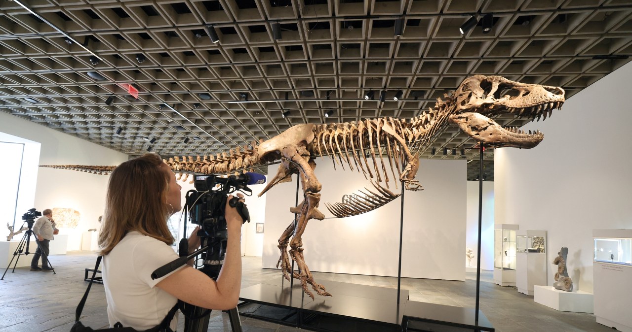 Dinozaur sprzedany za fortunę. "Gus" pobił rekord i wywołał dyskusję