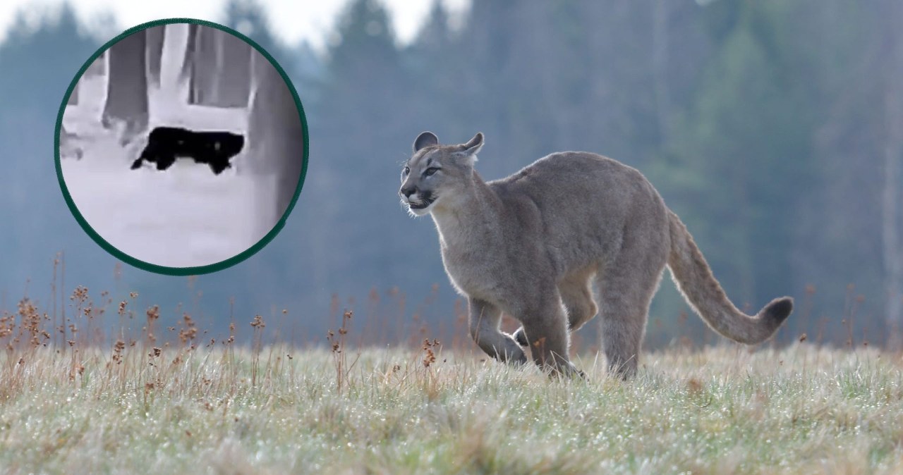 Jest nagranie pumy spod Głogowa. Poszuka jej nawet śmigłowiec Jest nagranie pumy spod Głogowa. Poszuka jej nawet śmigłowiec