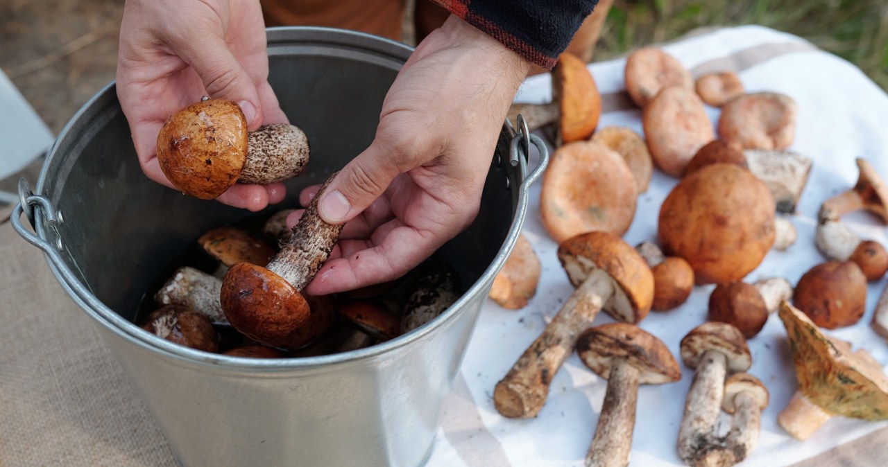 Zanurz w tym grzyby. Tak gwałtownie pozbędziesz się robaków