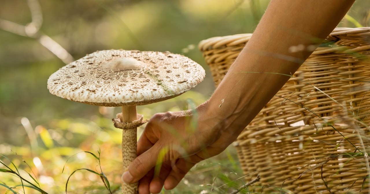 Wysyp ulubionych grzybów wielu Polaków właśnie trwa. Najlepsze na kotlety