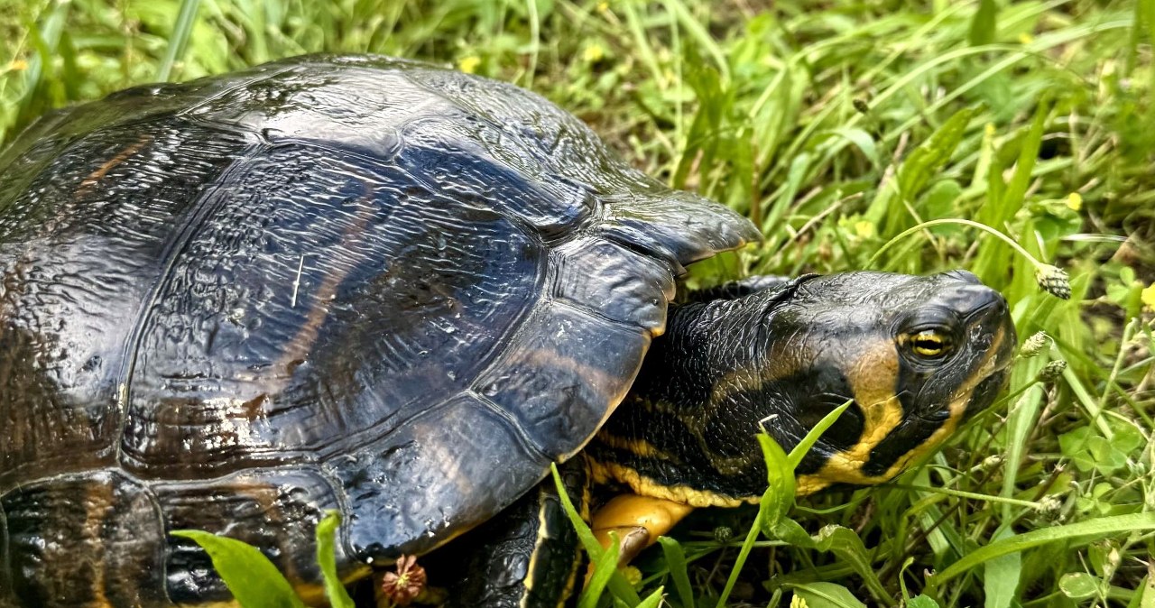 Ogromy żółw ozdobny znaleziony w Poznaniu. To gatunek inwazyjny Ogromy żółw ozdobny znaleziony w Poznaniu. To gatunek inwazyjny