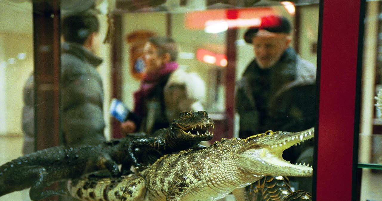 Pamiątka z wakacji może napytać biedy. Uwaga na produkty zwierzęce Pamiątka z wakacji może napytać biedy. Uwaga na produkty zwierzęce