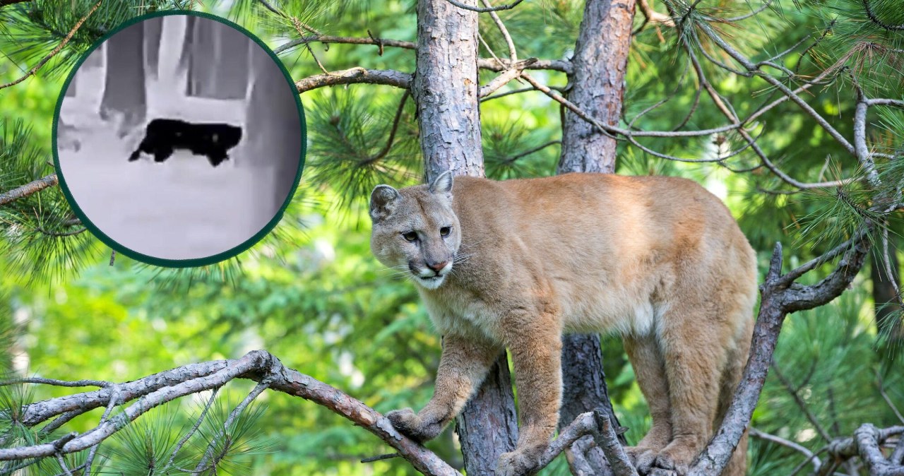 Puma miała grasować pod Głogowem. Starosta: To nie ona Puma miała grasować pod Głogowem. Starosta: To nie ona
