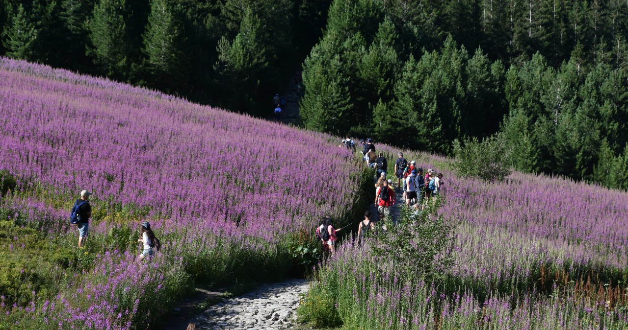 Co roku przyciąga pod Tatry setki tysięcy turystów. Wskazano na datę