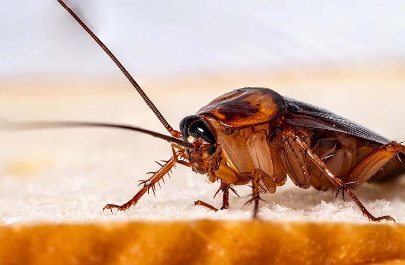 Grandma's homemade cockroach traps: natural remedies that actually work