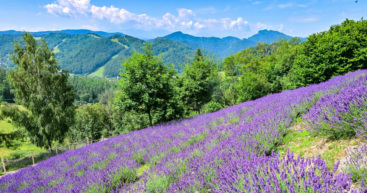 W Pieninach jak w Prowansji. Lawendowe wzgórze w znanym uzdrowisku