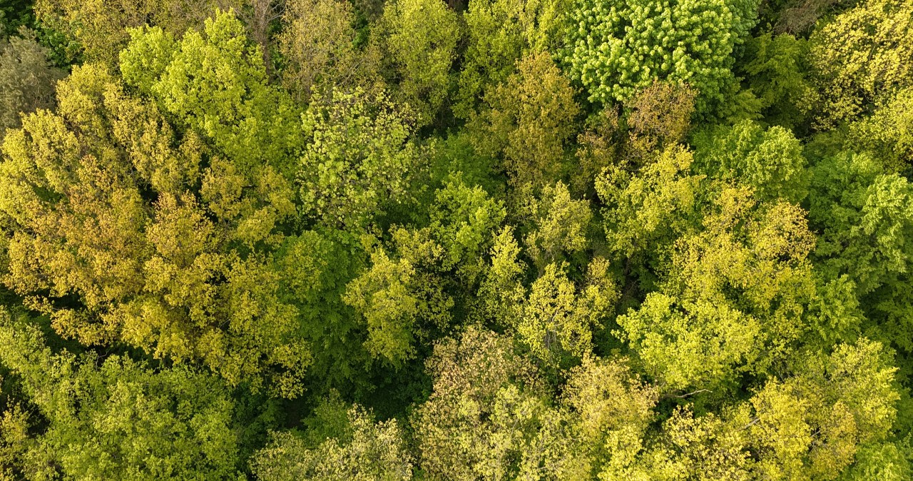Walka o Puszczę Bukową. Państwowa rada za utrzymaniem zakazu wycinki Walka o Puszczę Bukową. Państwowa rada za utrzymaniem zakazu wycinki