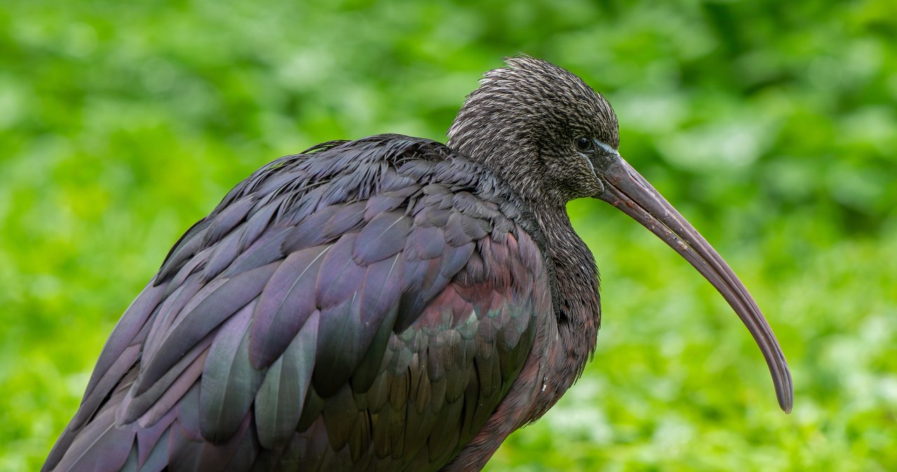 Ibis kasztanowaty pojawia się w Polsce. Ten ptak jest przepiękny Ibis kasztanowaty pojawia się w Polsce. Ten ptak jest przepiękny