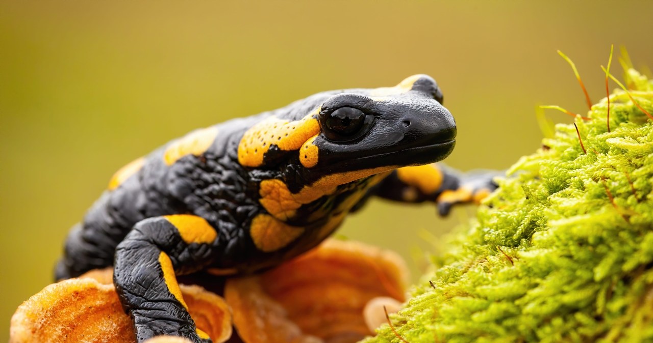 Salamandra plamista to symbol polskich gór. Błyskawicznie zanika