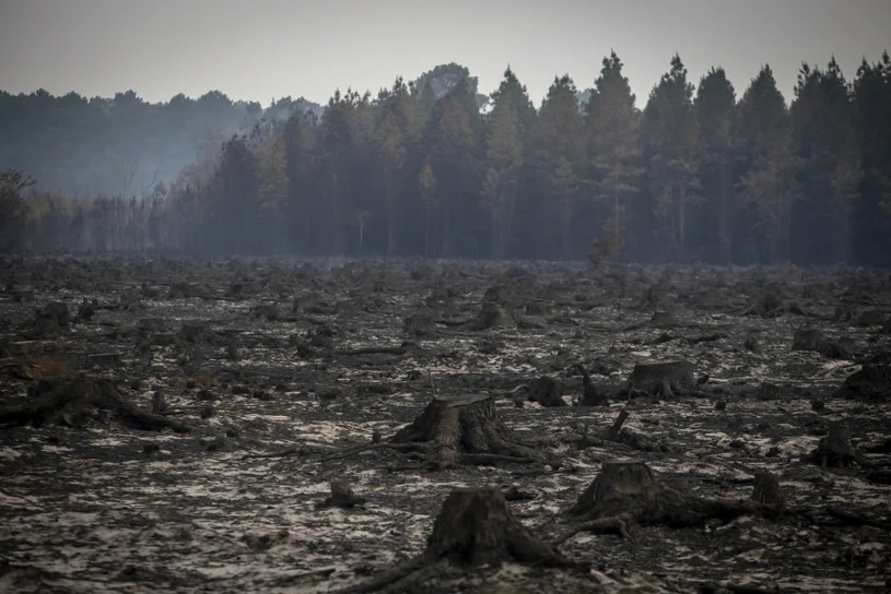 Gigantyczne straty po pożarach lasów. Co najmniej pół miliarda euro