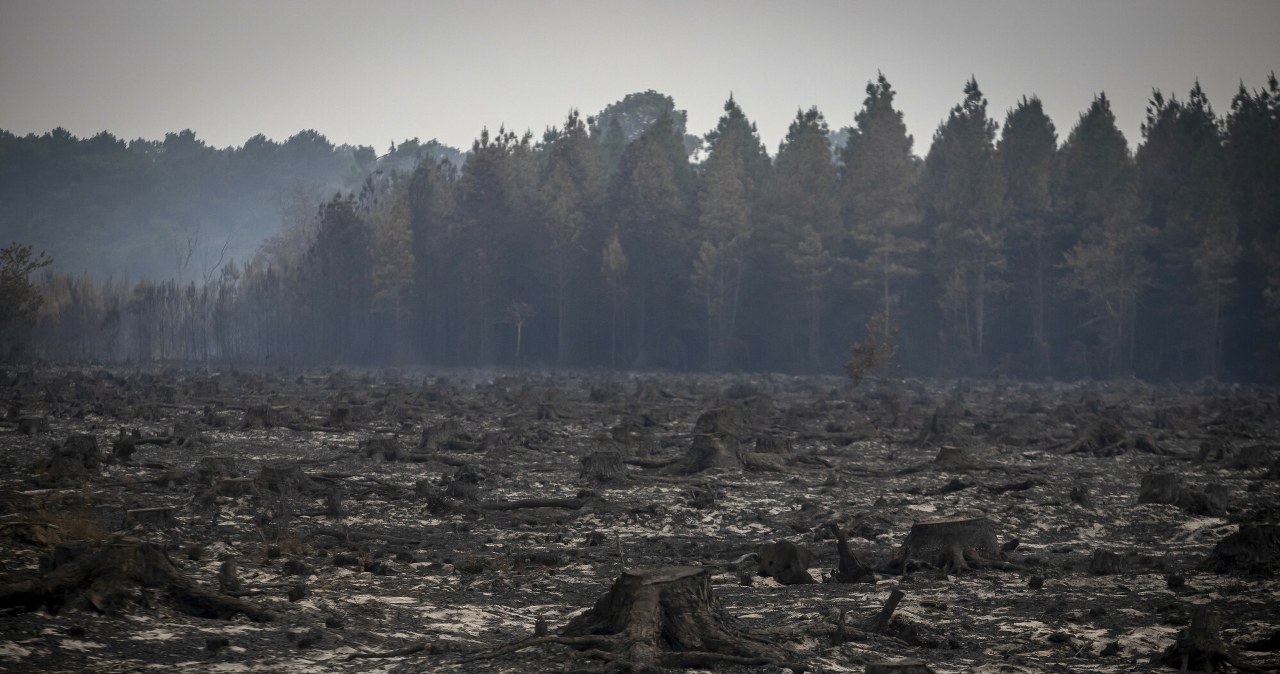 Gigantyczne straty po pożarach lasów. Co najmniej pół miliarda euro