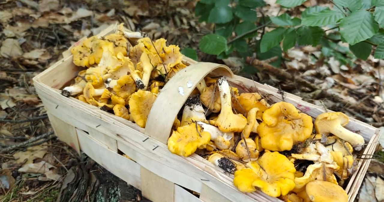 W sklepie 100 zł za kilo, a tutaj za darmo. Ekspert radzi, tu idź na kurki