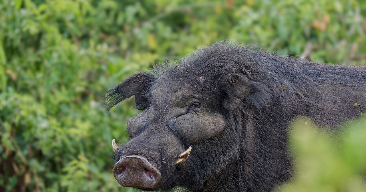 Okapi, goryle i świnie olbrzymie – znasz je? Sprawdź się w quizie Okapi, goryle i świnie olbrzymie – znasz je? Sprawdź się w quizie
