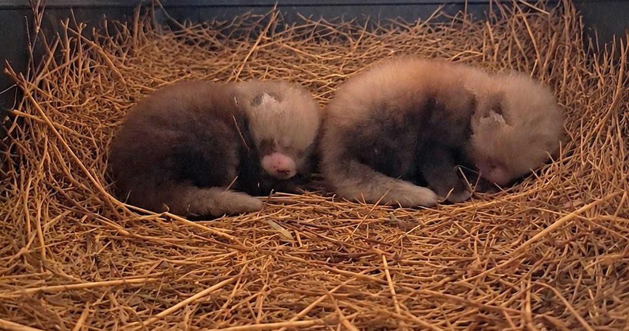 Pandki rude urodziły się w zoo w Poznaniu. Są jak puchate kulki Pandki rude urodziły się w zoo w Poznaniu. Są jak puchate kulki