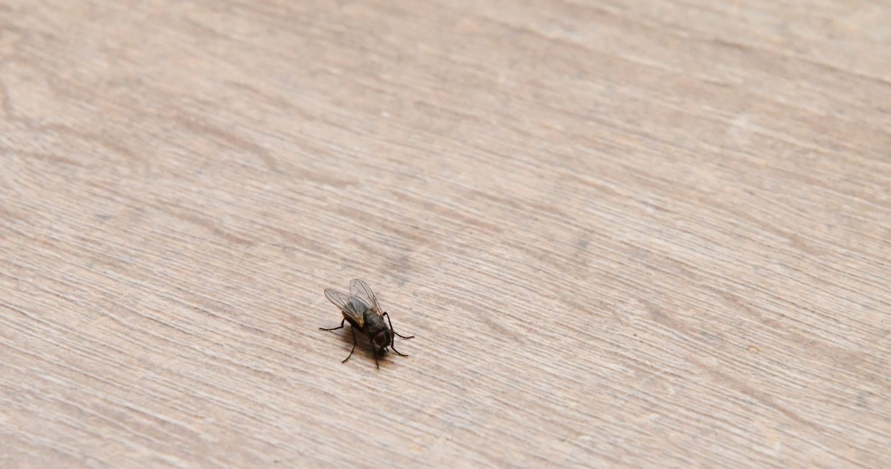 Jesienią muchy uciekają do mieszkań. Ta 1 rzecz może je odstraszyć