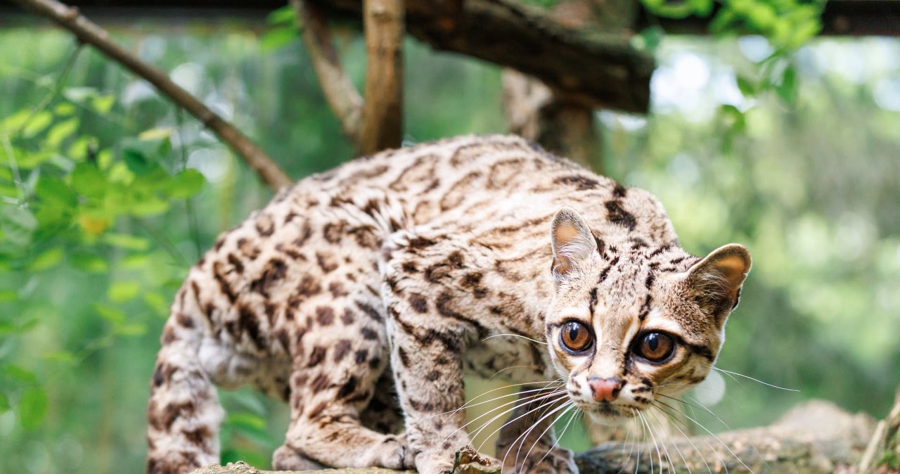 Oceloty nadrzewne w Poznaniu. To najlepsi wspinacze świata Oceloty nadrzewne w Poznaniu. To najlepsi wspinacze świata