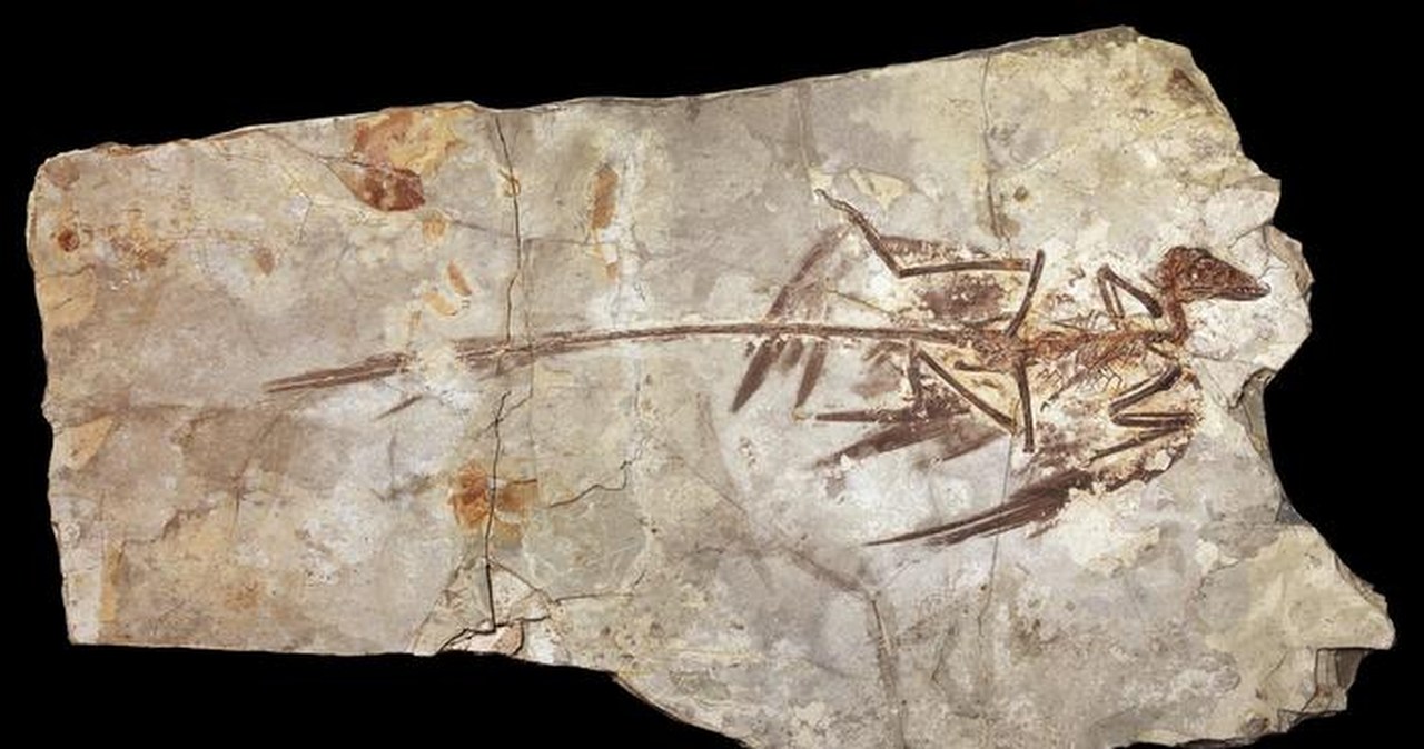 Dlaczego dinozaury nie mogły być wielkości chomika? Przełomowa analiza