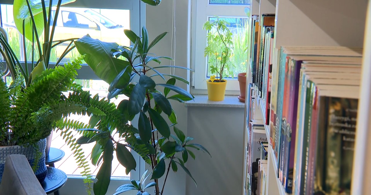 Unikalny pomysł w bibliotece w Gdyni. Prowadzą hotel i szpital dla roślin Unikalny pomysł w bibliotece w Gdyni. Prowadzą hotel i szpital dla roślin