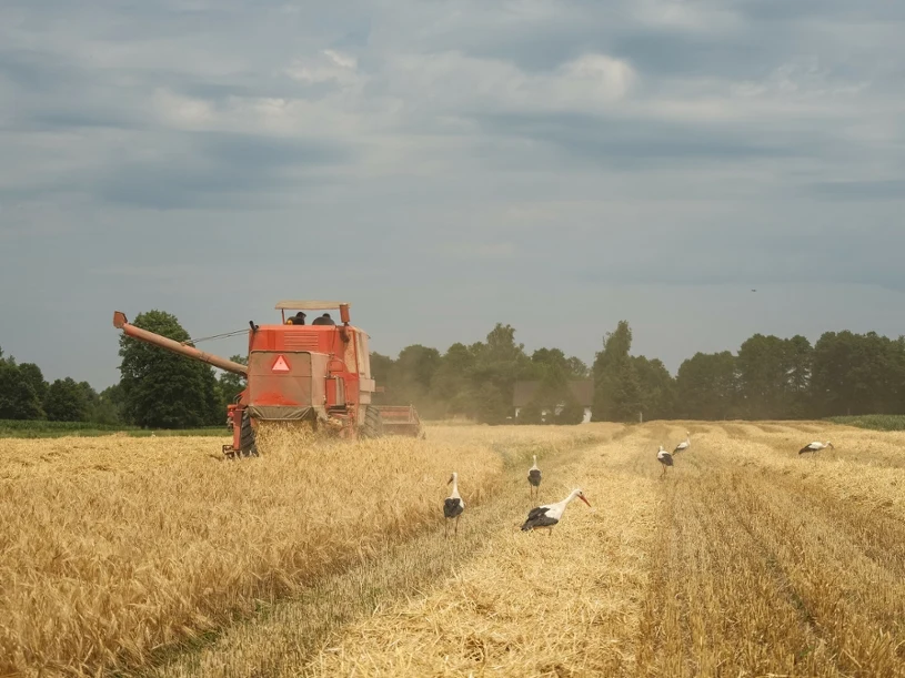 Ich obecność wieszczy koniec lata. Niezwykłe widoki na polskich polach