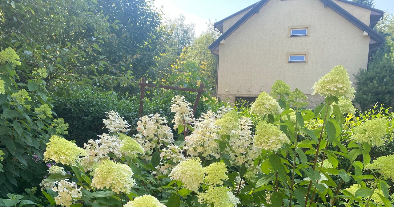 Hortensje zaczynają brązowieć? Zrób to, a uratujesz kwiaty