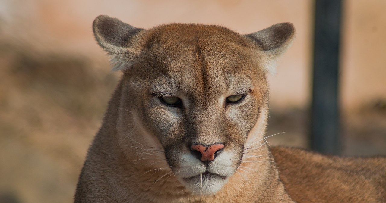 Puma w lasach powiatu ciechanowskiego. Wydano pilne ostrzeżenia Puma w lasach powiatu ciechanowskiego. Wydano pilne ostrzeżenia