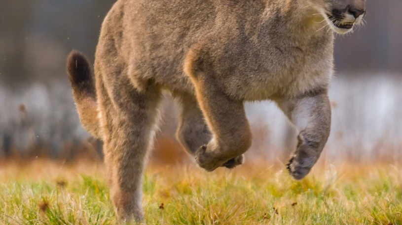 Puma mogła być widziana między Szczytną a Polanicą-Zdrój — ostrzeżenie dla mieszkańców