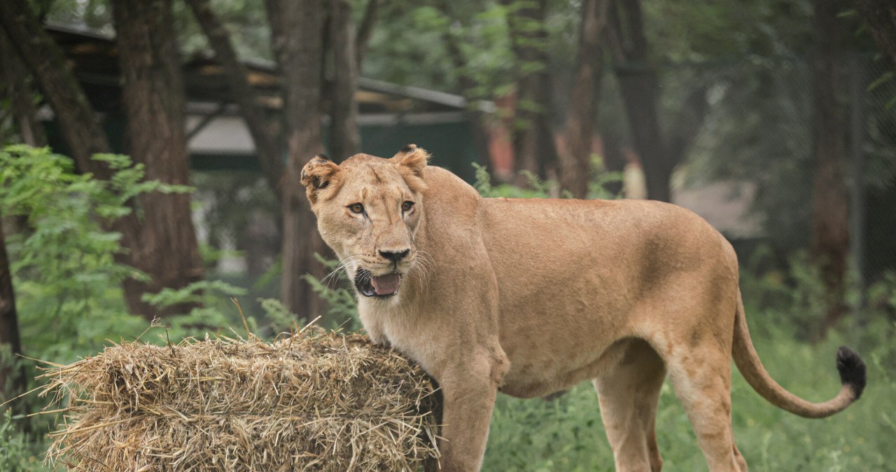 Zoo zostało zamknięte po aferze. 30 lwów i tygrysów zostanie przeniesionych Zoo zostało zamknięte po aferze. 30 lwów i tygrysów zostanie przeniesionych
