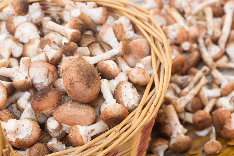 August mushroom haul: four baskets picked in Wielkopolska forests