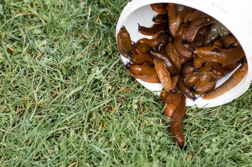 Summer slug invasion: bury this in the ground to protect your garden