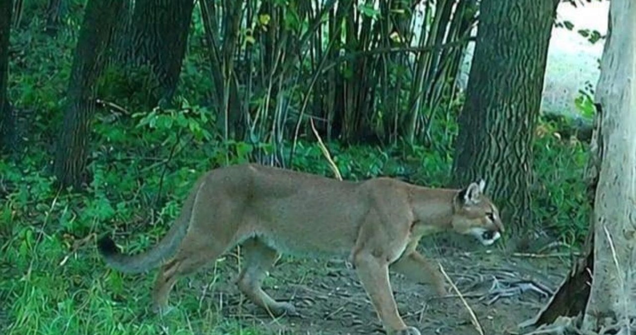 Puma uchwycona przez fotopułapkę w Nadleśnictwie Świdnica. Wydano alert