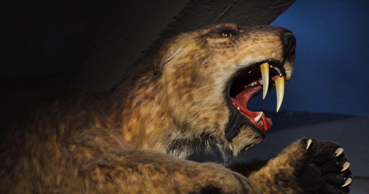 Ostatnie koty szablozębne miały problemy. Smilodon chorował Ostatnie koty szablozębne miały problemy. Smilodon chorował