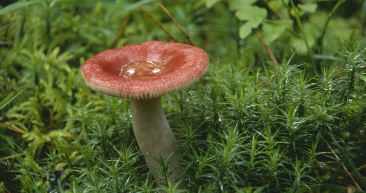 Wygląda jak trujący muchomor, a uchodzi za przysmak. Wielu omija go w lesie Wygląda jak trujący muchomor, a uchodzi za przysmak. Wielu omija go w lesie