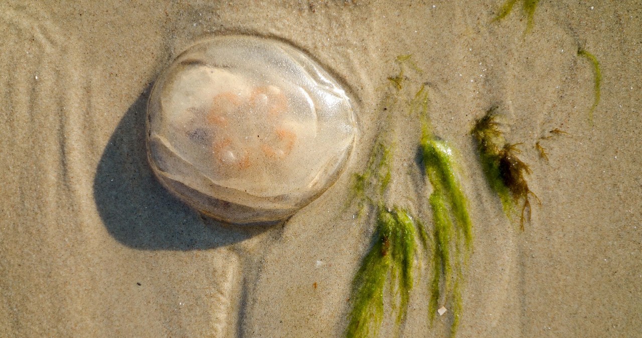 Setki meduz na bałtyckich plażach. Czy plażowicze mają powody do obaw?