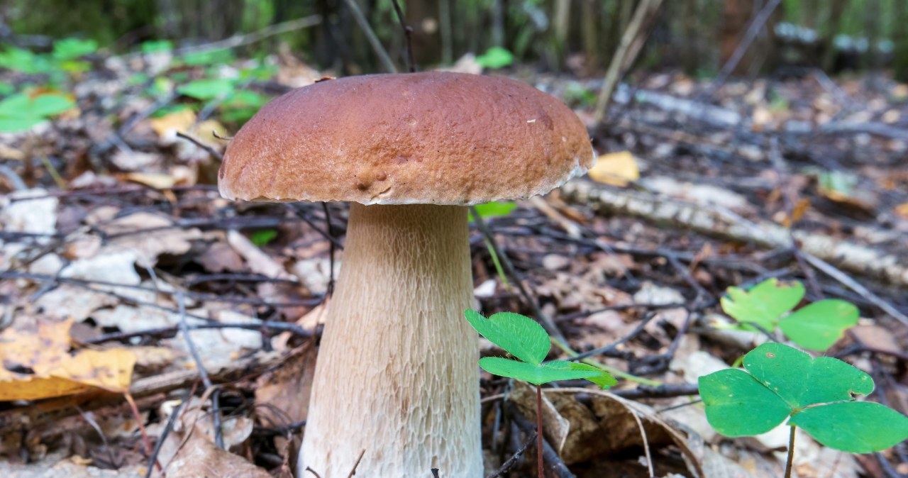 Grzybiarze błędnie myślą, iż to powód do dumy. Gigantów lepiej nie zbierać