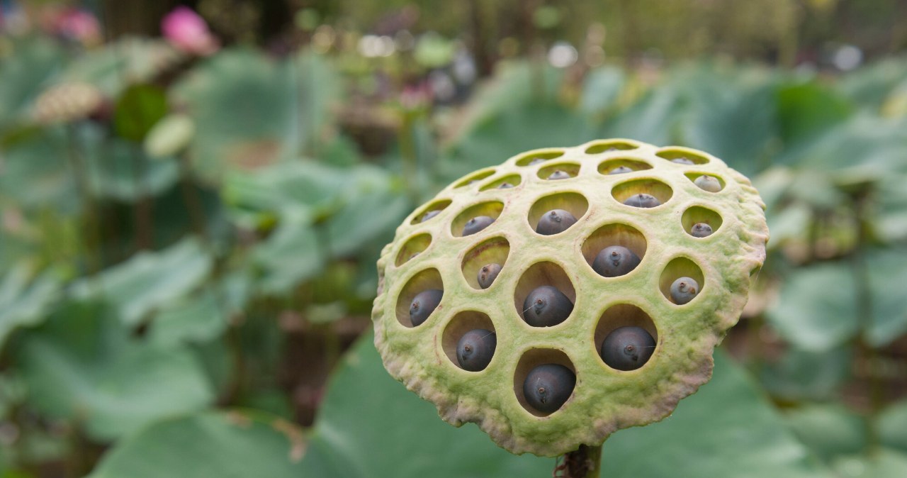 Botaniczna łamigłówka. Różowy kwiat wygląda nagle jak konewka Botaniczna łamigłówka. Różowy kwiat wygląda nagle jak konewka