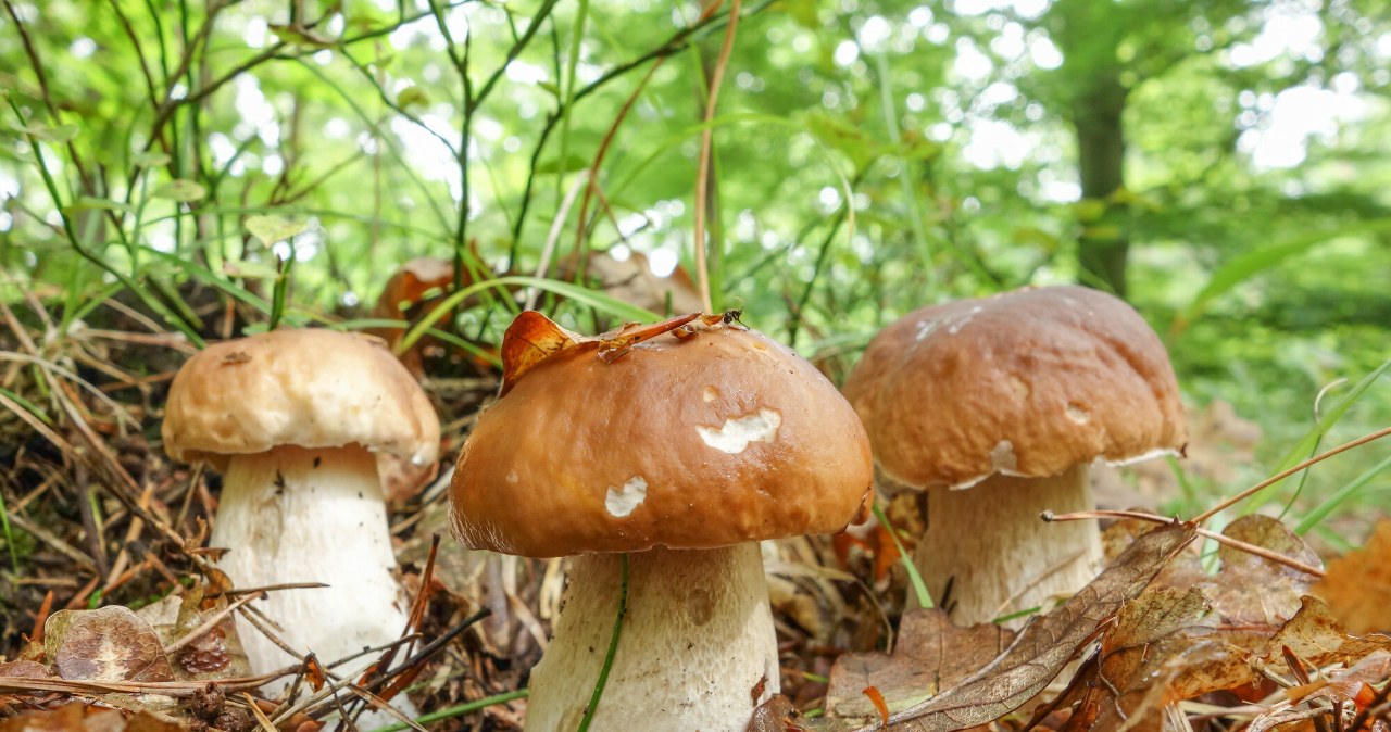 Ile dni po deszczu rosną grzyby? Nie idź do lasu za szybko Ile dni po deszczu rosną grzyby? Nie idź do lasu za szybko