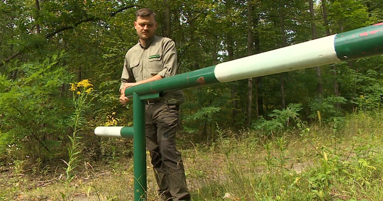 Są niemal w każdym lesie w Polsce. Rozpoczęło się wielkie usuwanie Są niemal w każdym lesie w Polsce. Rozpoczęło się wielkie usuwanie