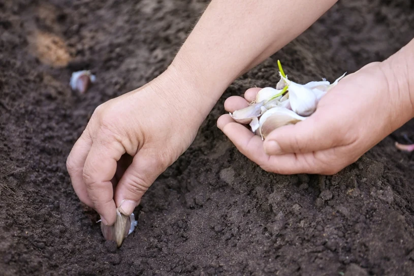 When to plant garlic in autumn to avoid ruining next year's harvest