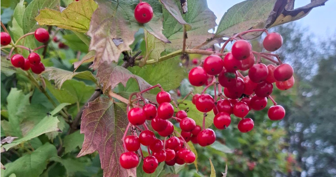 Rośnie w wielu ogrodach, ale mało kto zna jej owoce. Są dobre na przetwory
