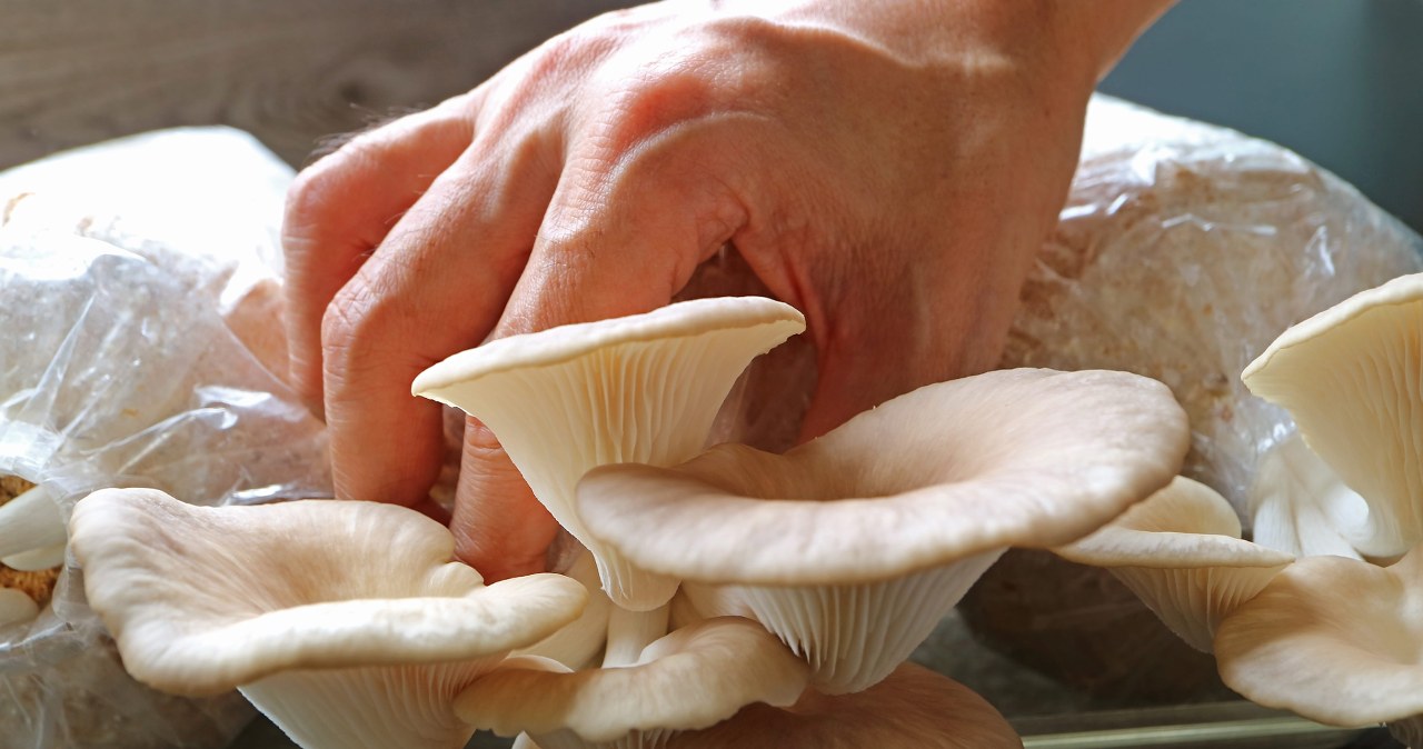 Kupujesz gotową grzybnię? Sprawdź ją, zanim rozpoczniesz uprawę