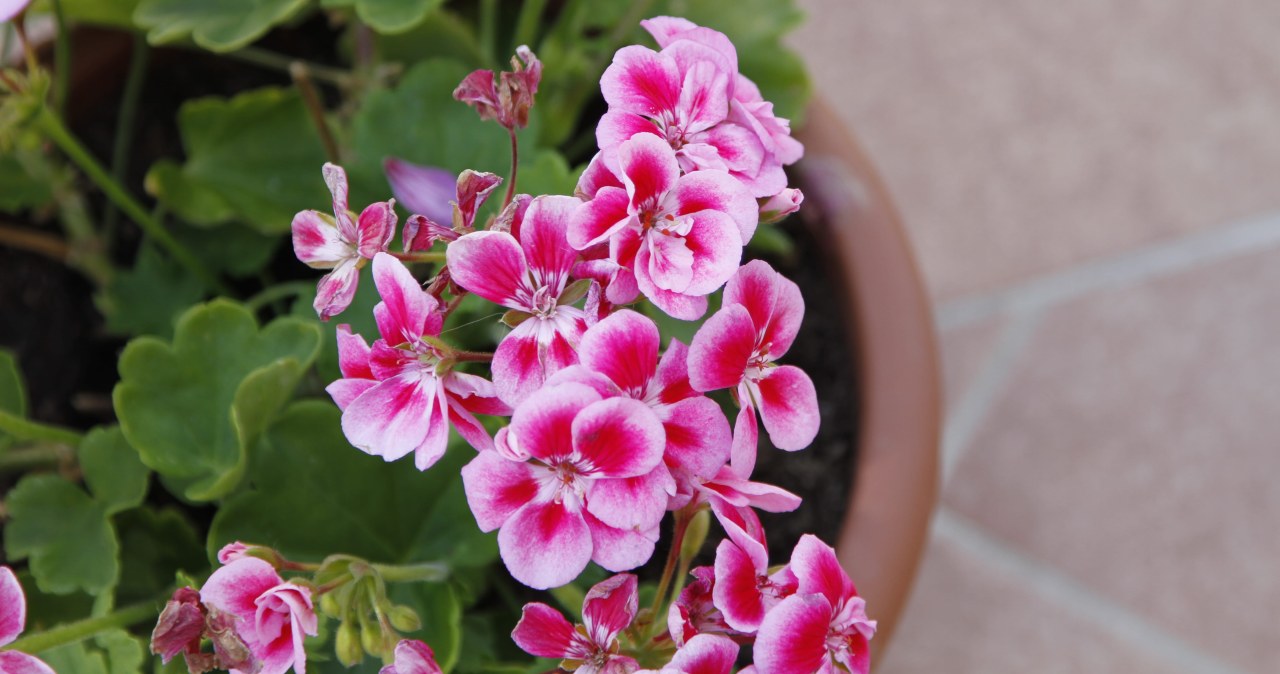 Pelargonie potrzebują tego jesienią. Wiosną obsypią się morzem kwiatów