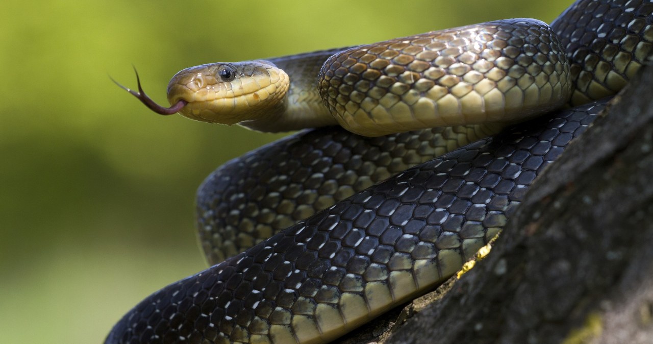 Wąż Eskulapa w Polsce jest rzadki. W Anglii jest nawet w Londynie Wąż Eskulapa w Polsce jest rzadki. W Anglii jest nawet w Londynie