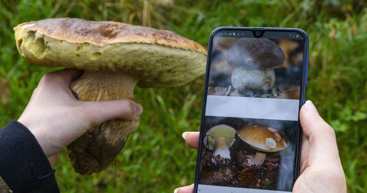 Lepiej nie sprawdzać grzybów w ten sposób. Specjalista od AI ostrzega Lepiej nie sprawdzać grzybów w ten sposób. Specjalista od AI ostrzega