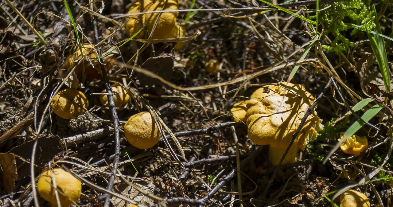 Grzybiarze wypatrują tych drzew. Pod nimi często rosną kurki