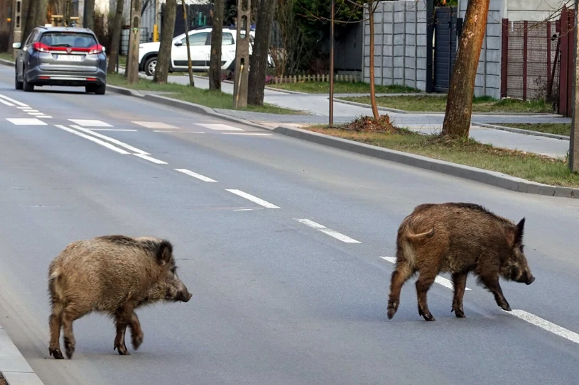 Dziki na S2. Zderzyło się pięć aut, korek miał sześć kilometrów