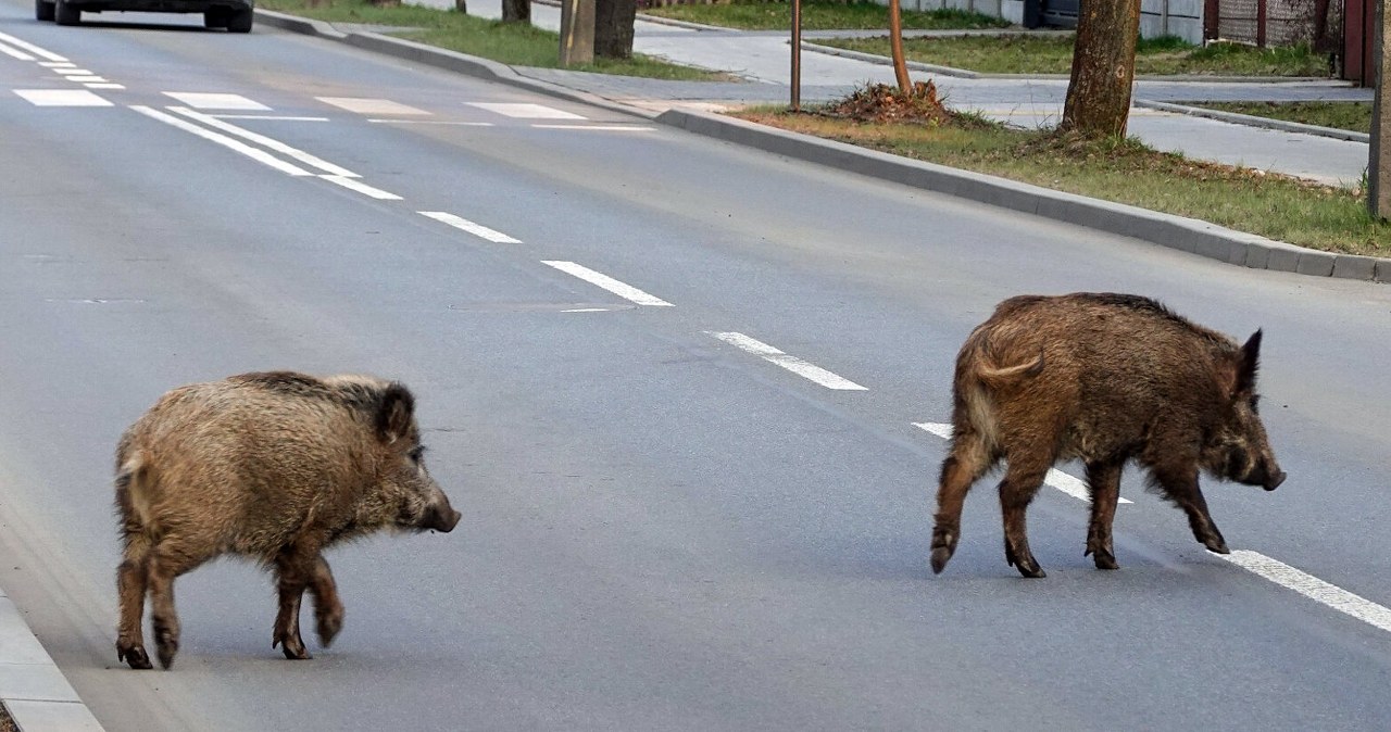 Dziki na S2. Zderzyło się pięć aut, korek miał sześć kilometrów