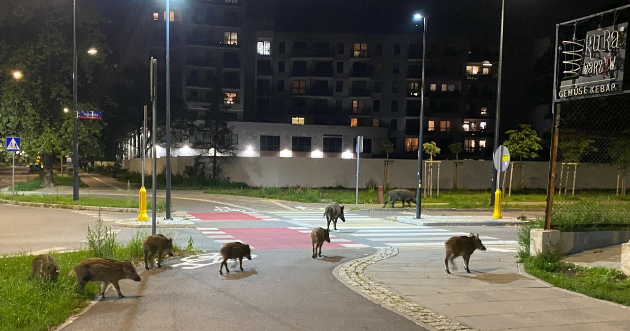 Ataki dzików w Warszawie. Radni PiS zawiadamiają prokuraturę Ataki dzików w Warszawie. Radni PiS zawiadamiają prokuraturę